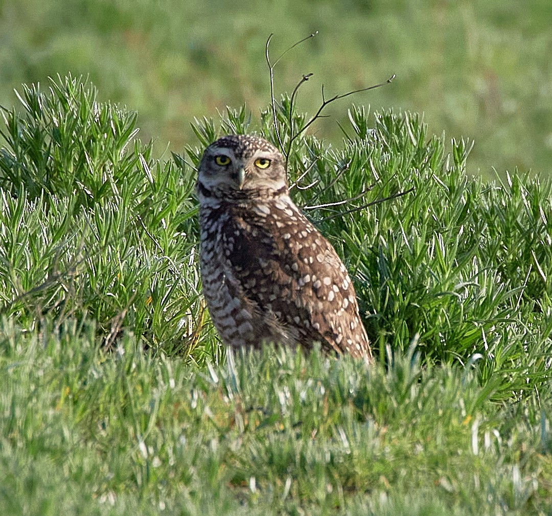 Burrowing Owl - ML589947021