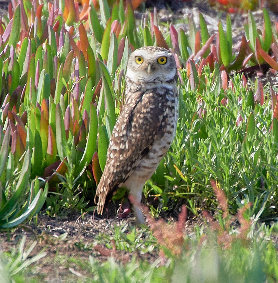 Burrowing Owl - ML589947031