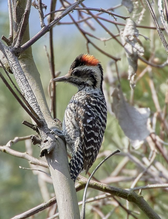 Striped Woodpecker - ML589947651