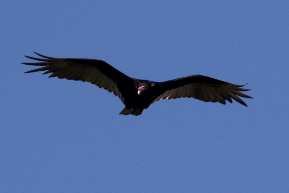 Turkey Vulture - Tammie Vied Smith