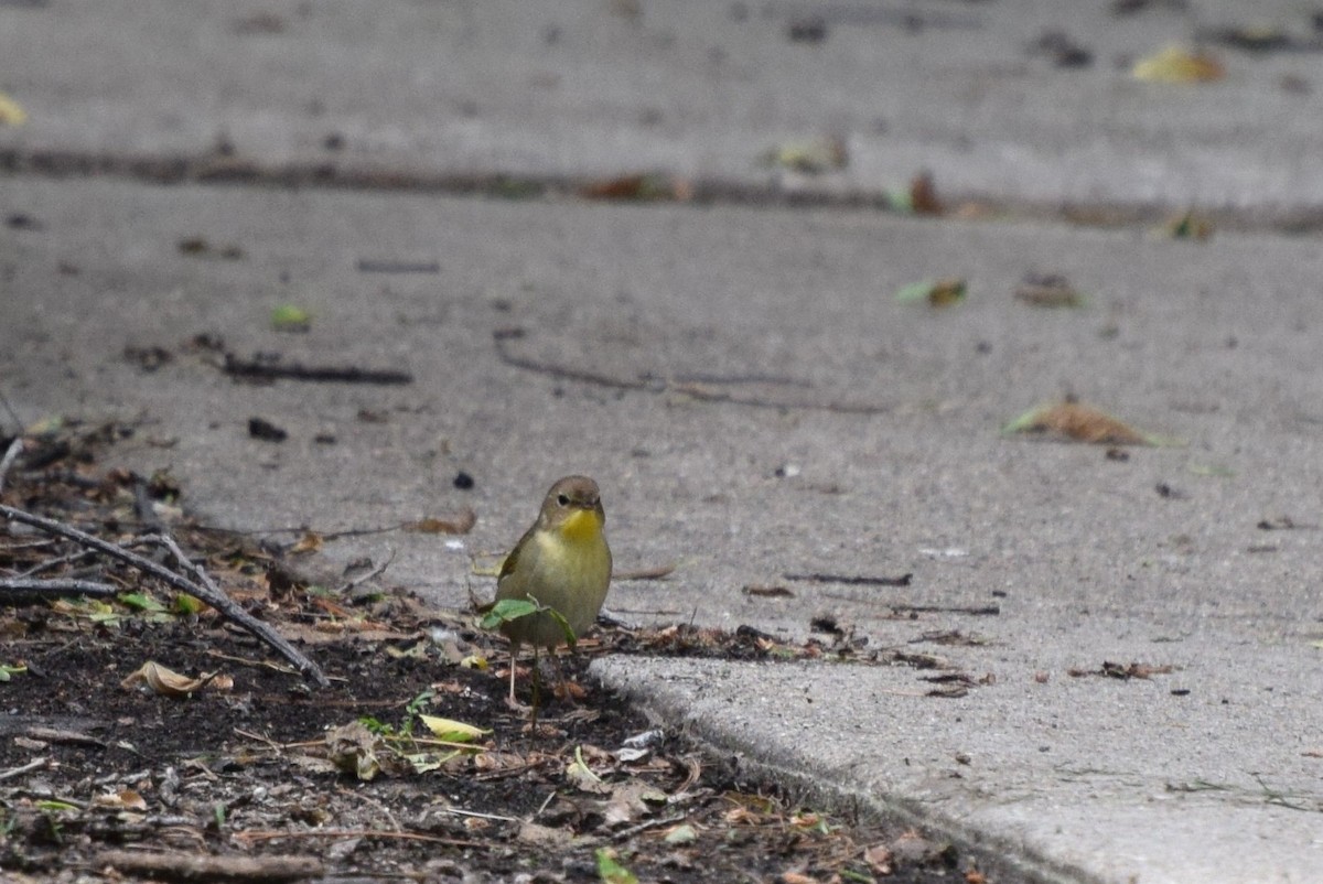 Common Yellowthroat - irina shulgina