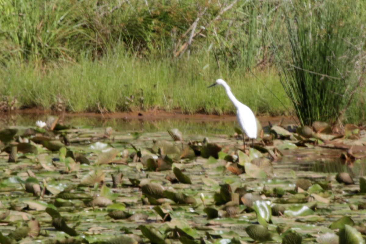 Snowy Egret - ML58994821