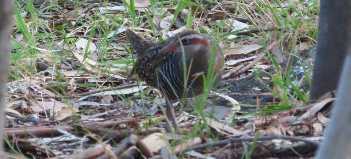 Buff-banded Rail - ML589948251