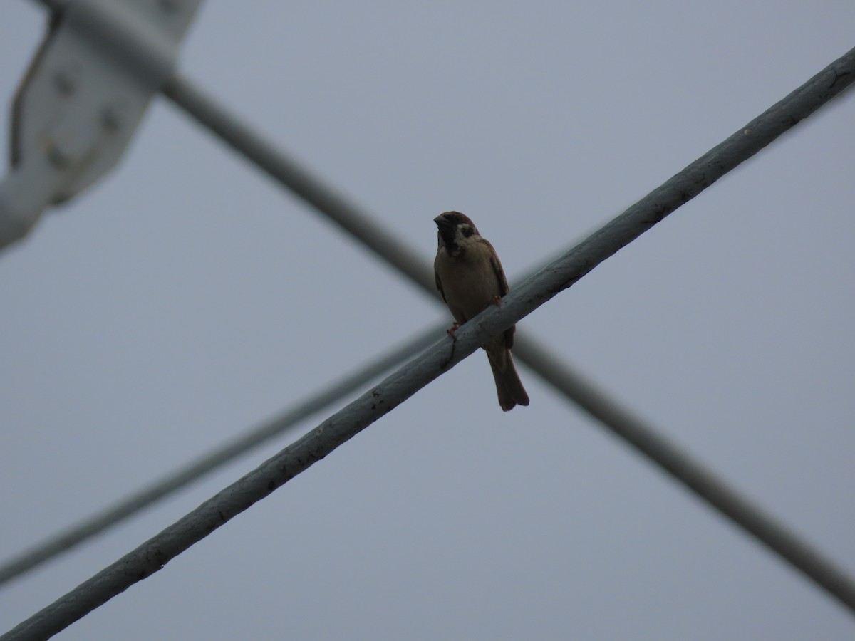 Eurasian Tree Sparrow - ML589948301