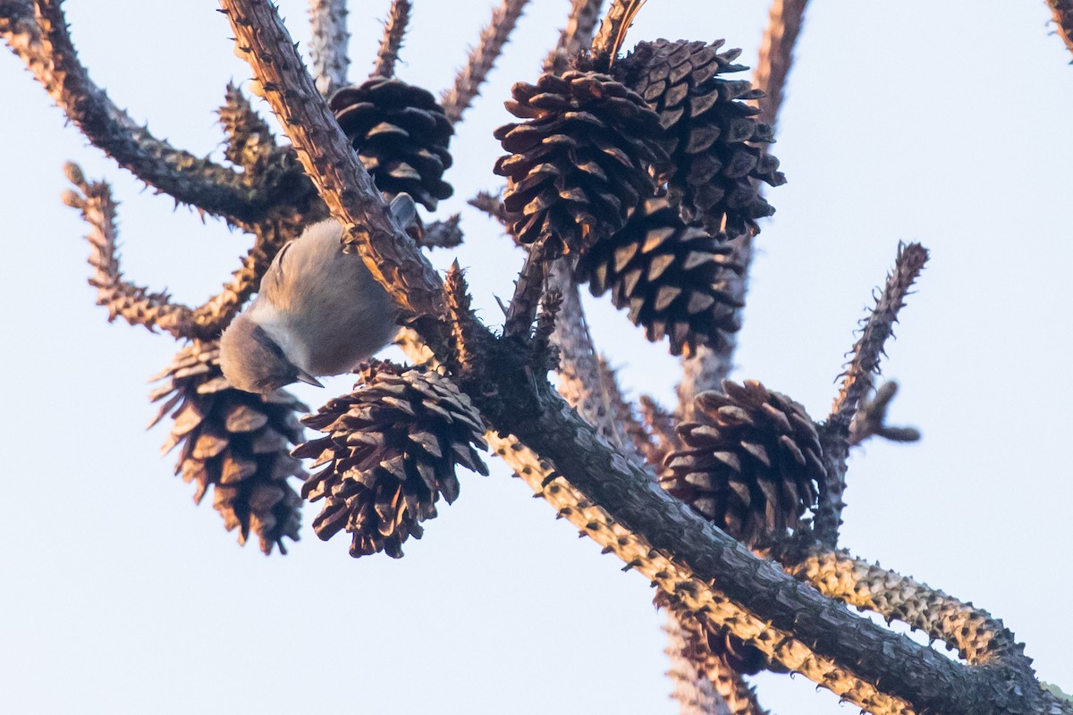 Brown-headed Nuthatch - ML589948541