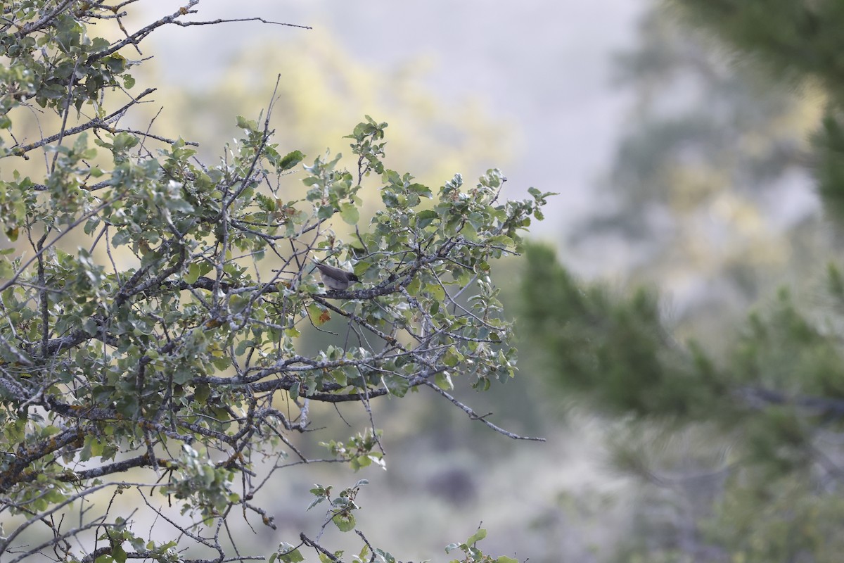 Western Orphean Warbler - ML589949531