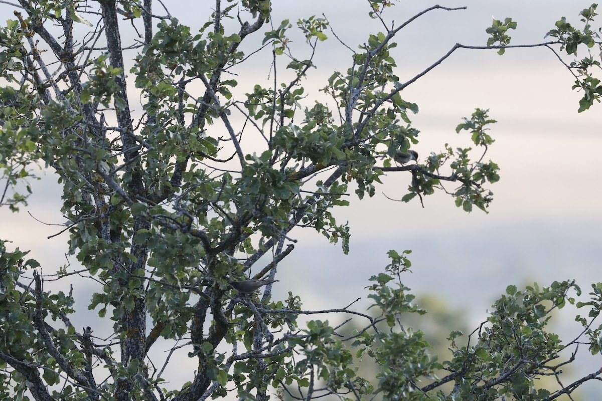 Western Orphean Warbler - ML589949621