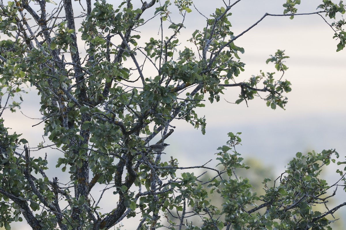 Western Orphean Warbler - ML589949641