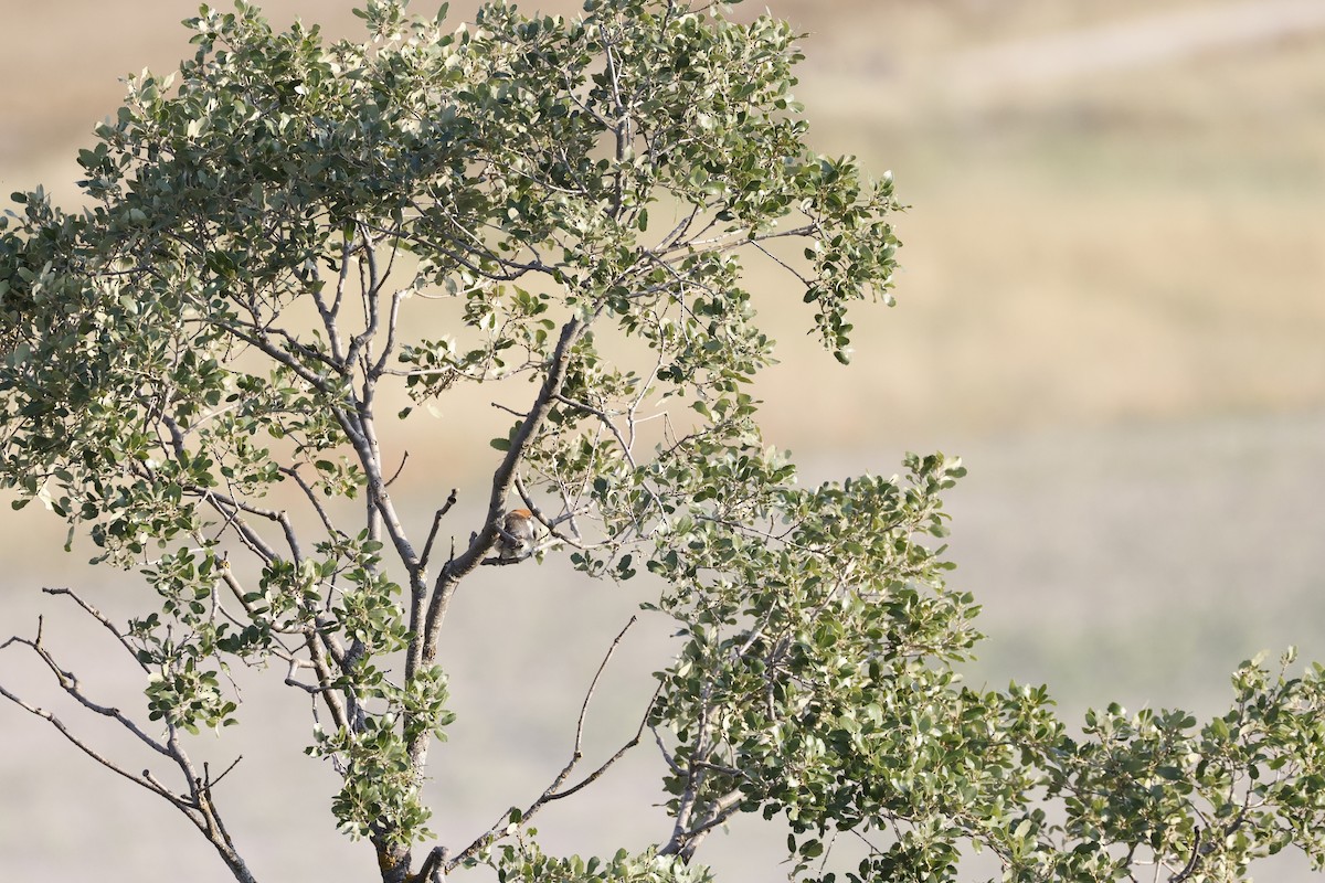 Woodchat Shrike - ML589949741