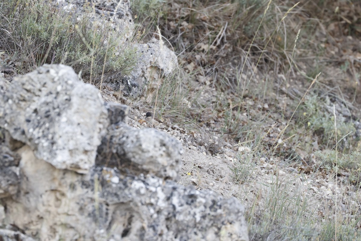 Western Orphean Warbler - ML589949821