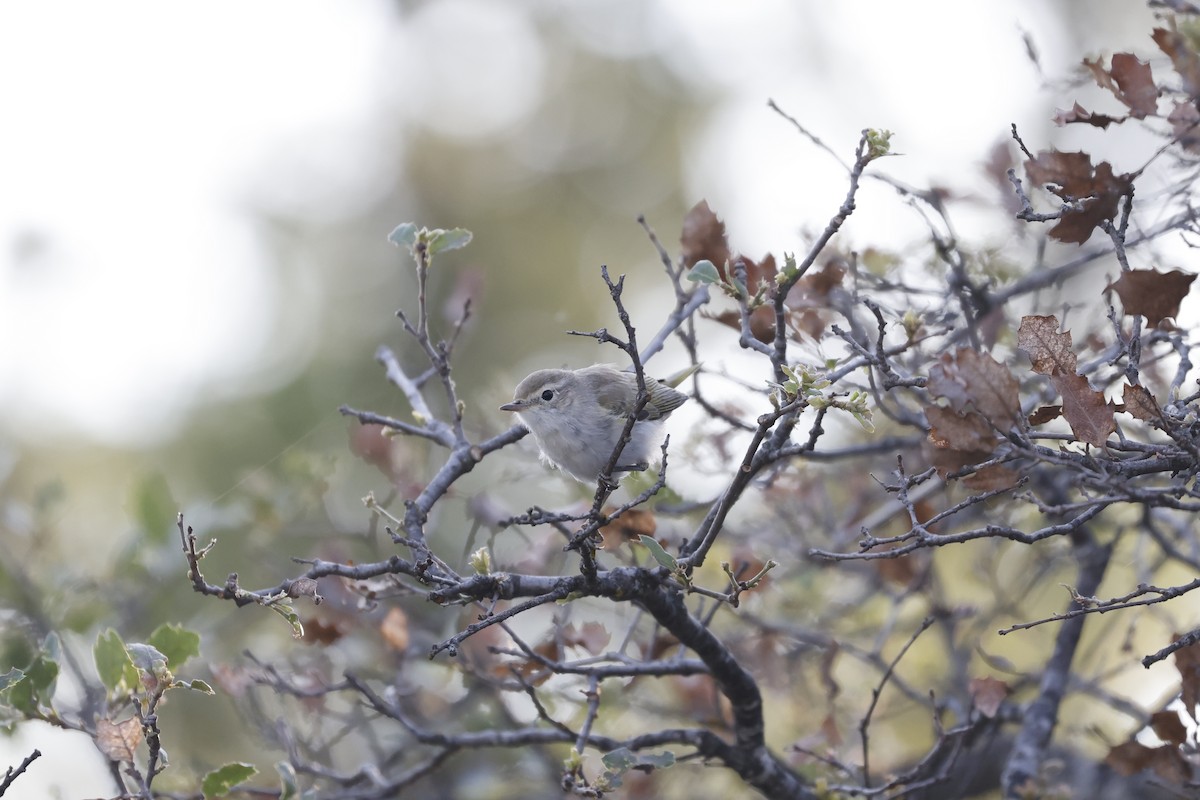 Western Bonelli's Warbler - ML589950011