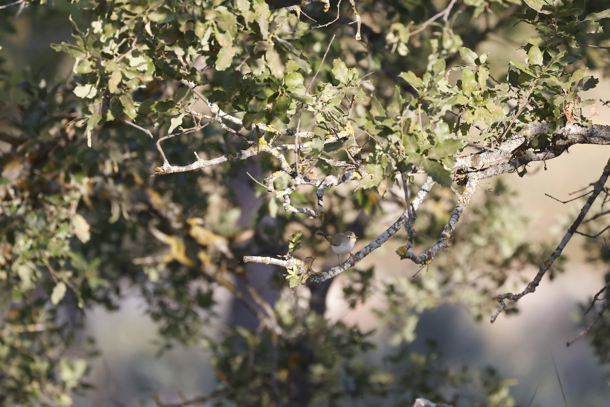 Western Bonelli's Warbler - ML589950241