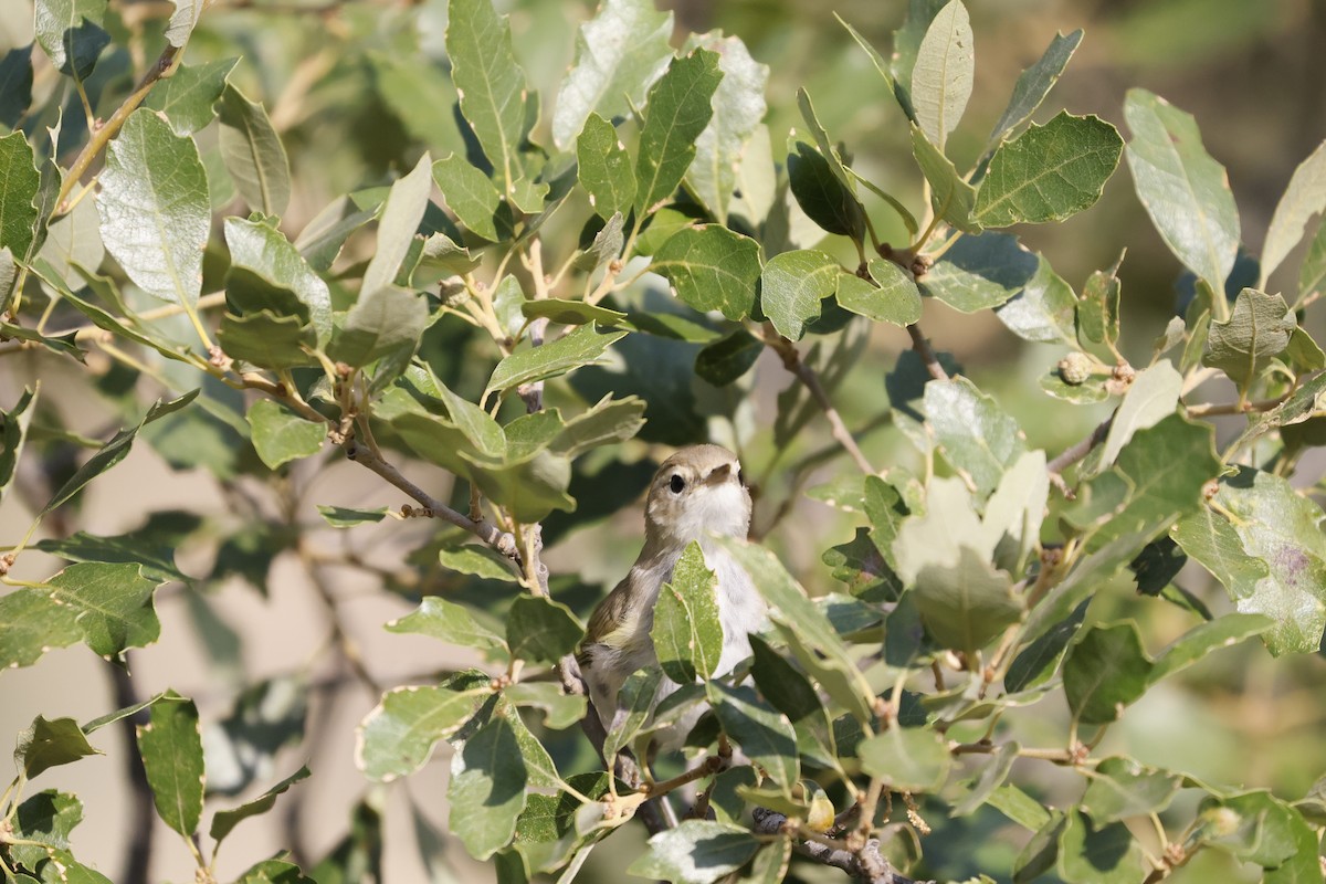 Western Bonelli's Warbler - ML589950261