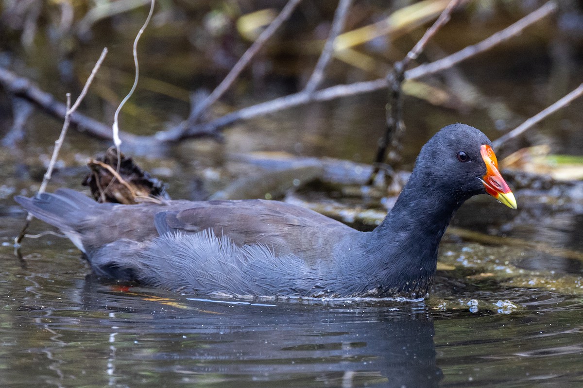 Dusky Moorhen - ML589951021