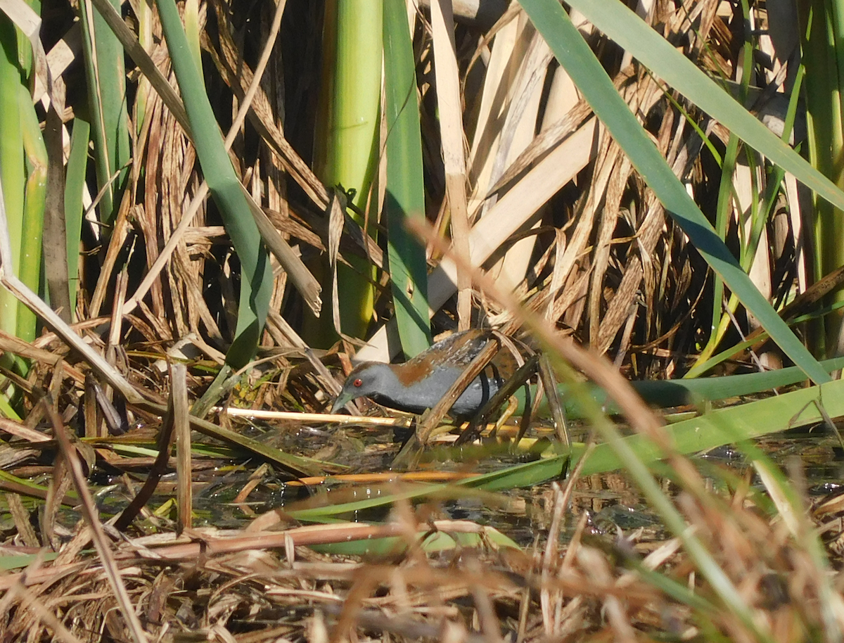 Baillon's Crake - ML589951831