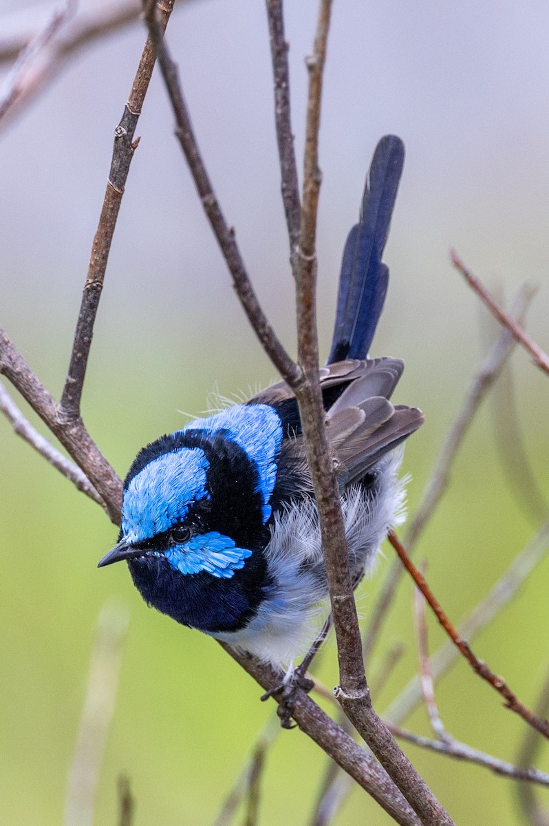 Superb Fairywren - ML589952411