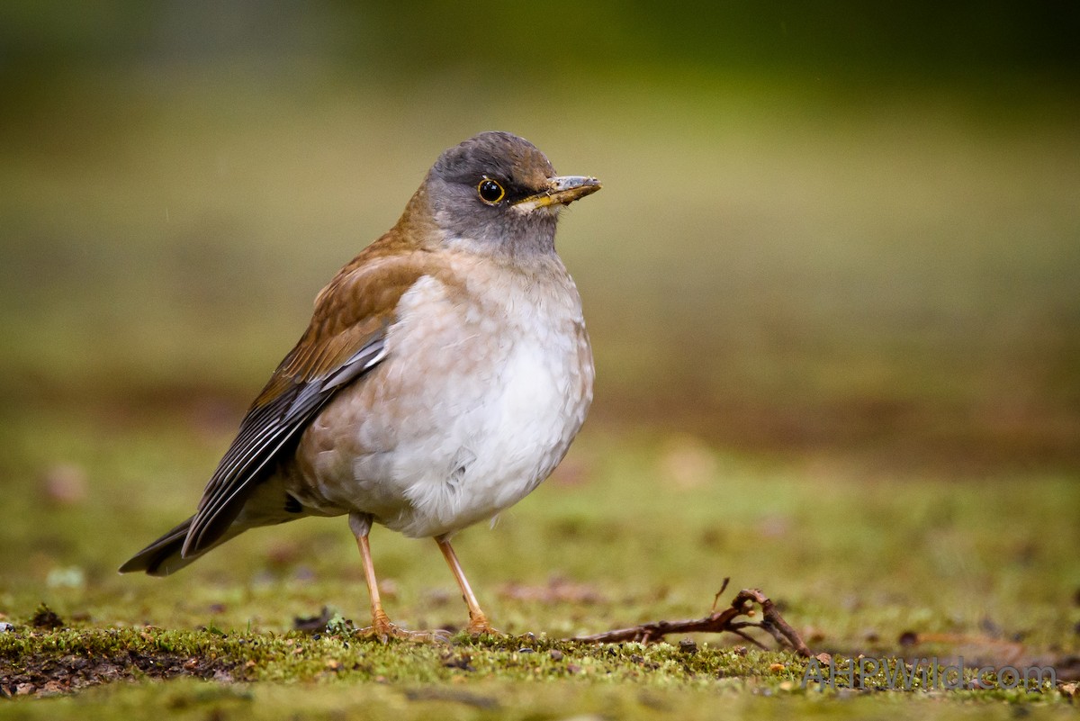 Pale Thrush - Adam Higgins