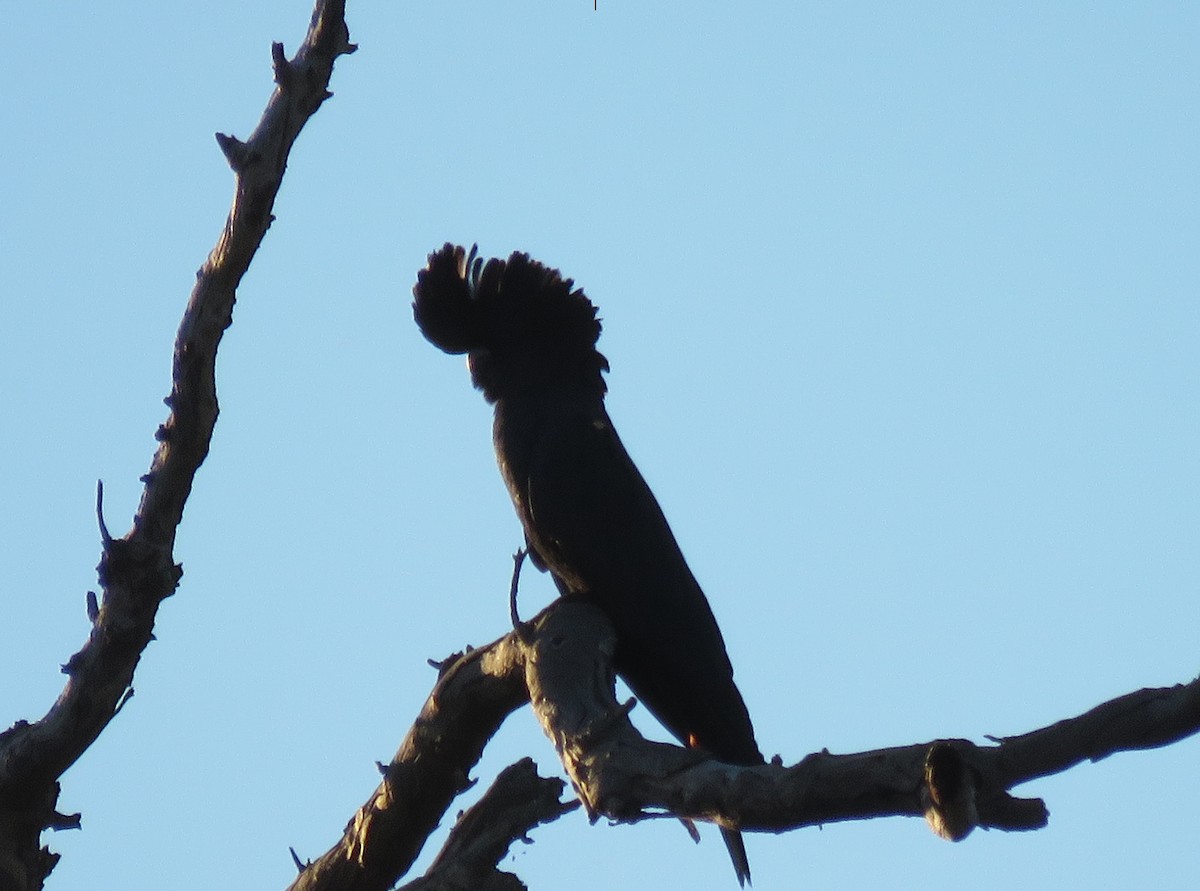 Red-tailed Black-Cockatoo - ML58995441