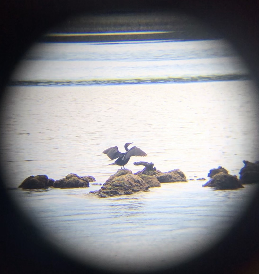 Double-crested Cormorant - ML589954451