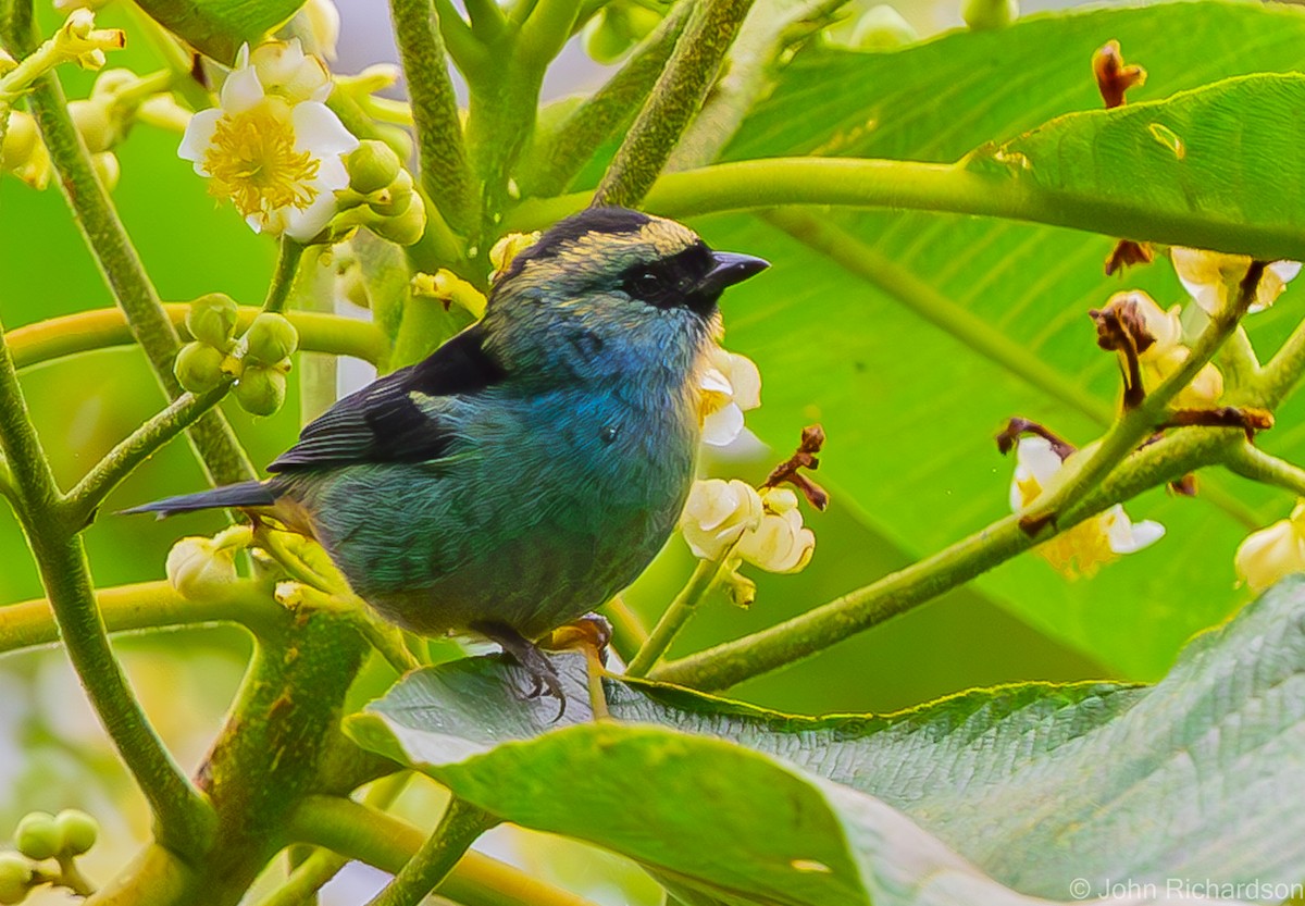 Metallic-green Tanager - ML589957101