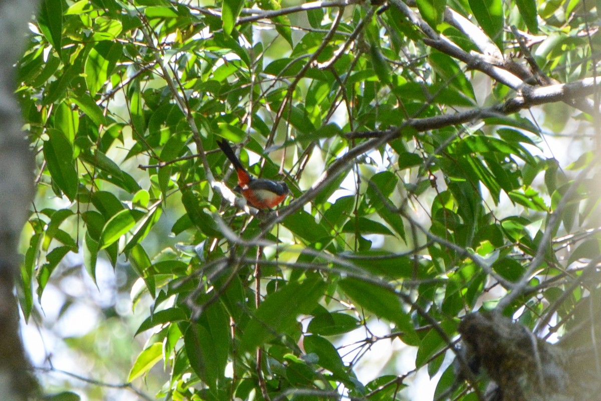 Rose-breasted Chat - David Jeffrey Ringer