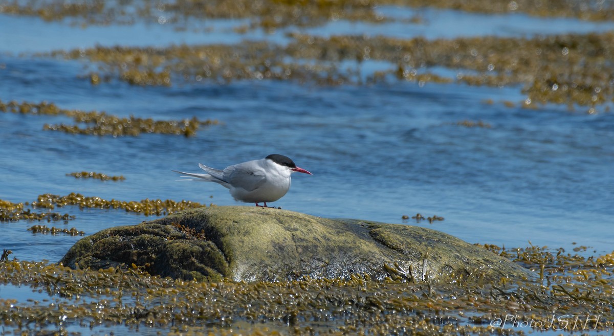 Arctic Tern - Josée St-Hilaire