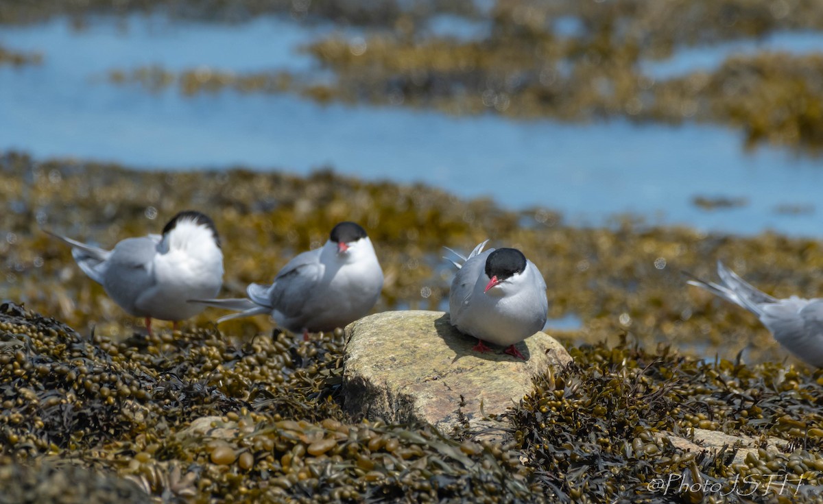 Arctic Tern - Josée St-Hilaire