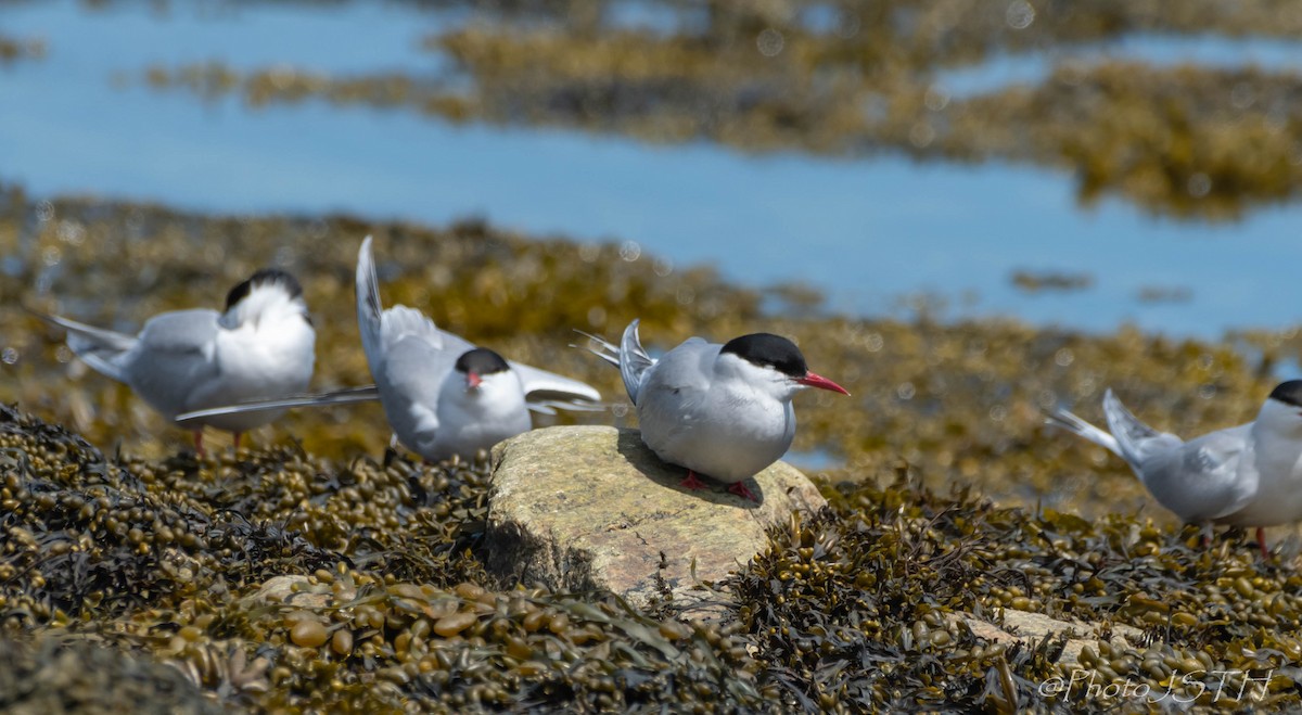 Arctic Tern - ML589958021