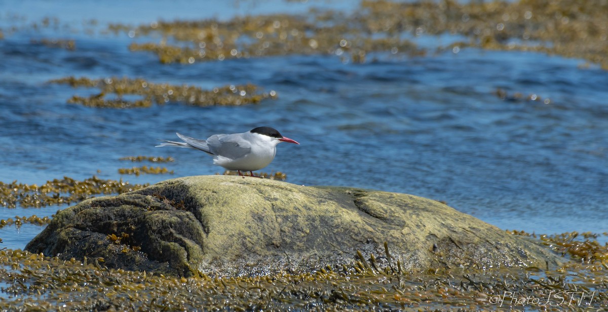 Arctic Tern - Josée St-Hilaire