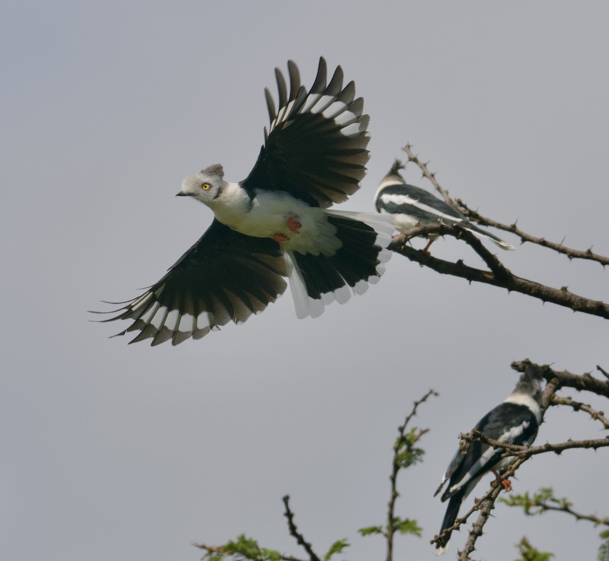 Gray-crested Helmetshrike - ML589959191