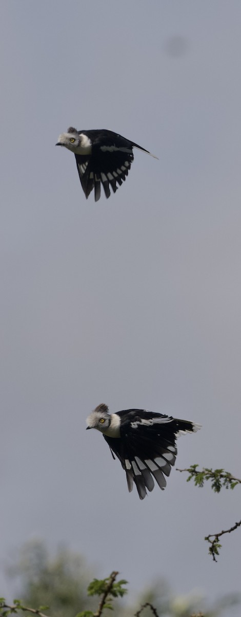 Gray-crested Helmetshrike - ML589959201