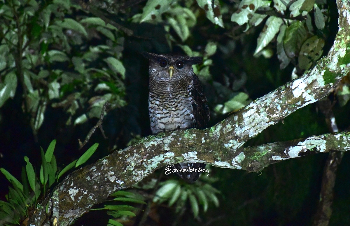 Barred Eagle-Owl - ML589959261