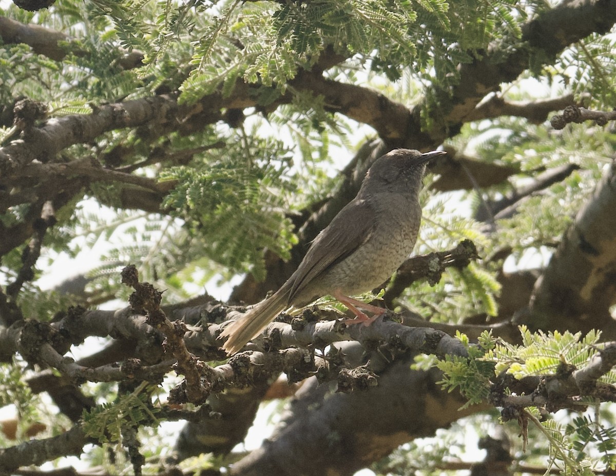 Miombo Wren-Warbler - ML589959591