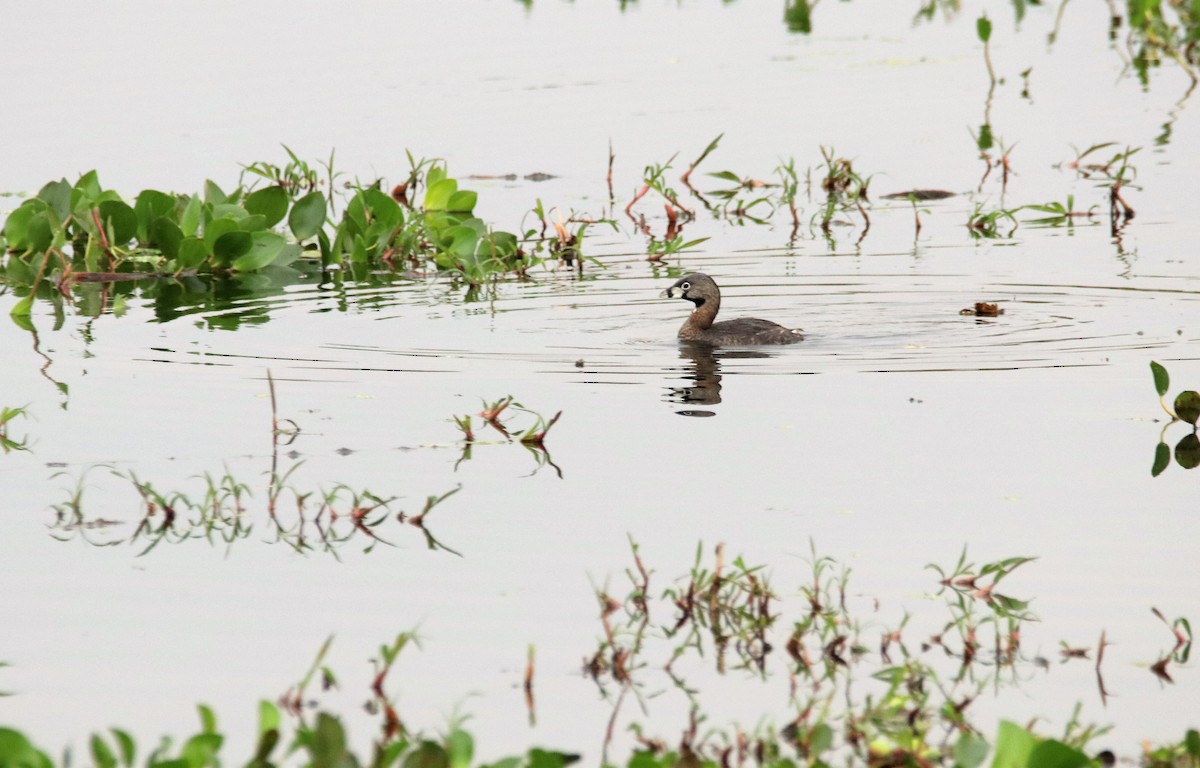 Pied-billed Grebe - ML589959931