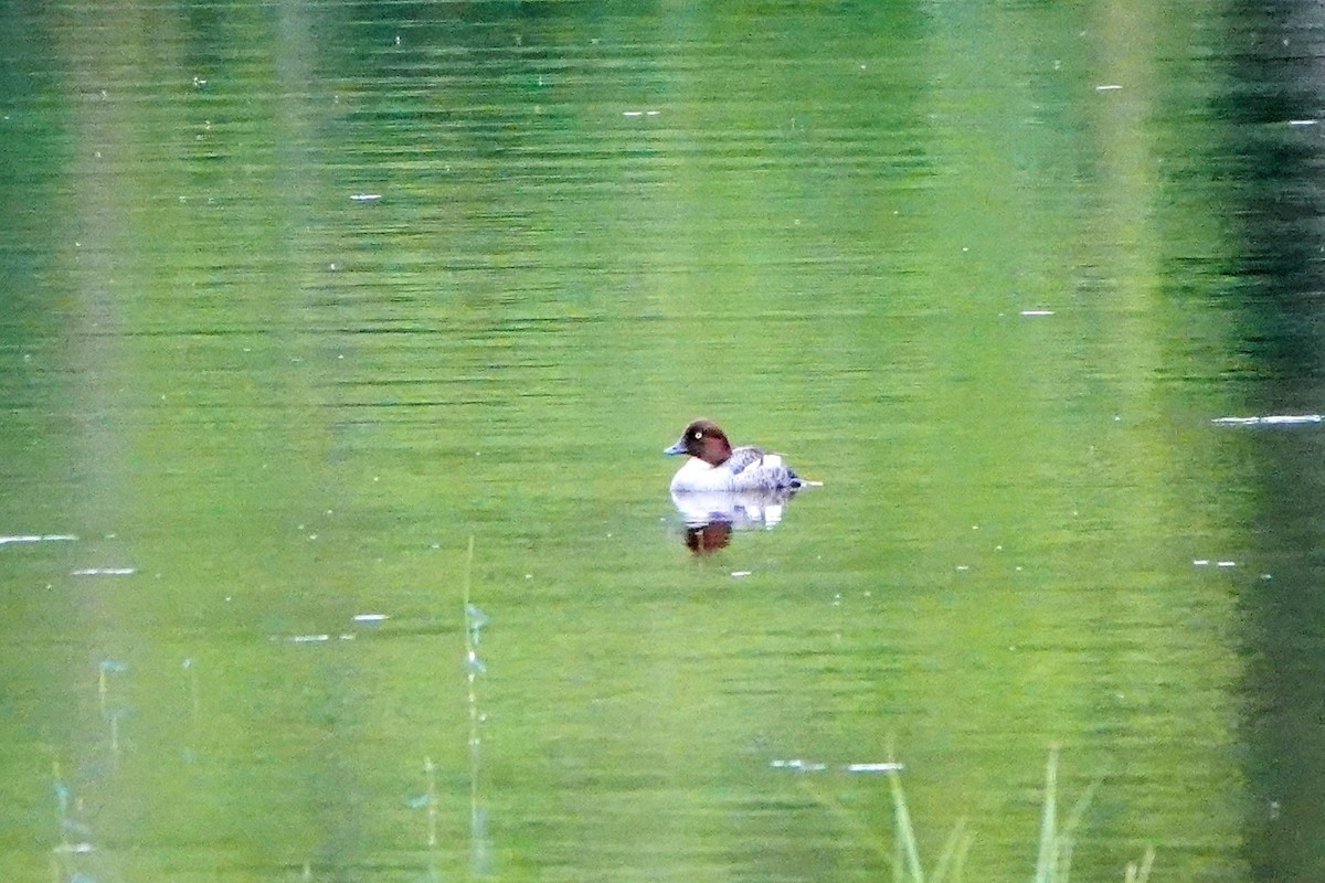 Common Goldeneye - ML589959971