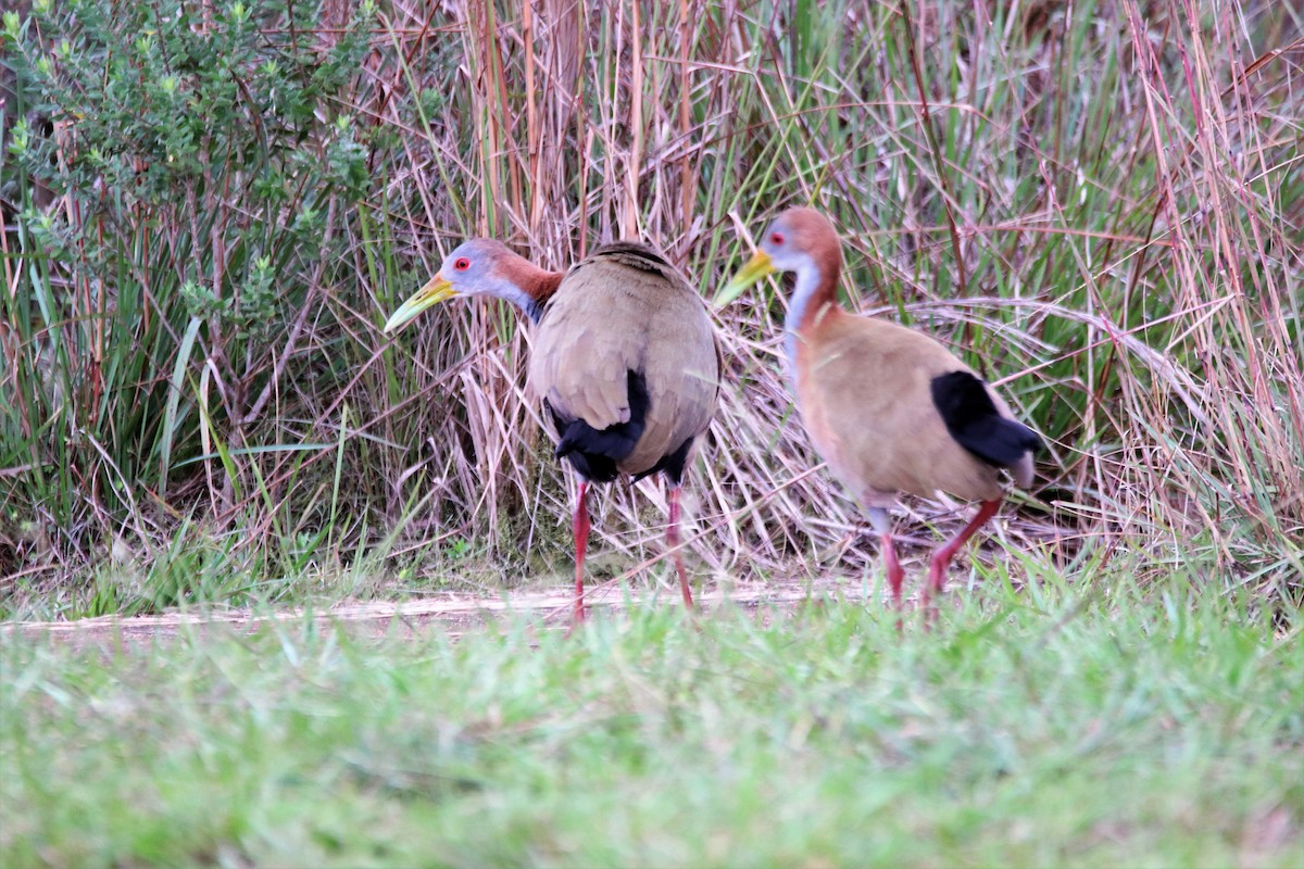 Giant Wood-Rail - ML589960111