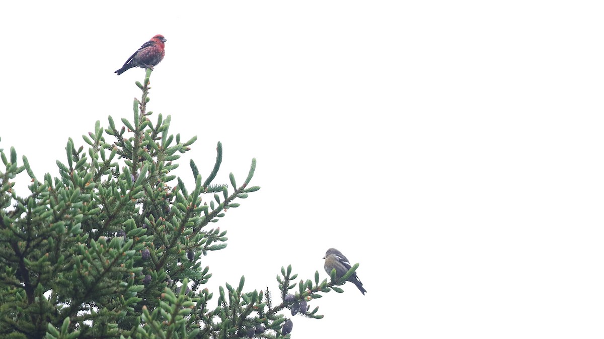 White-winged Crossbill - ML589960291