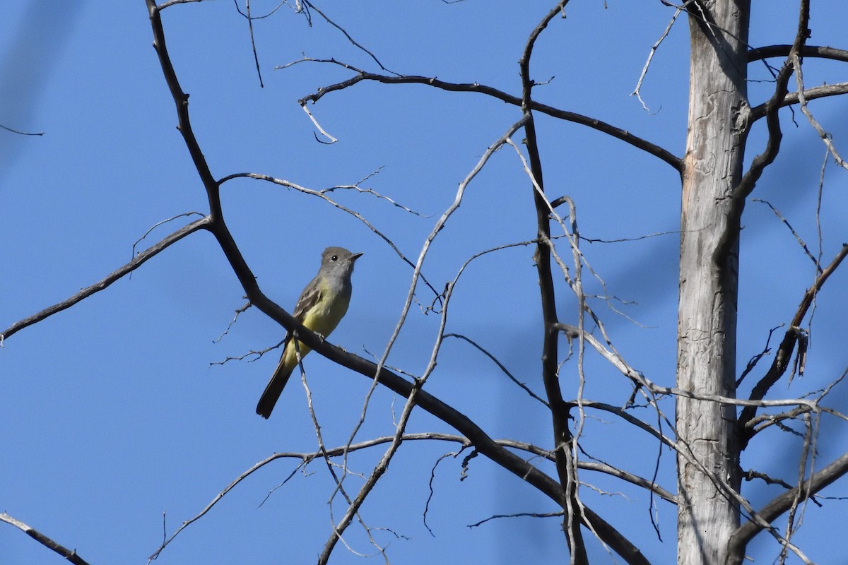 Great Crested Flycatcher - ML589960551