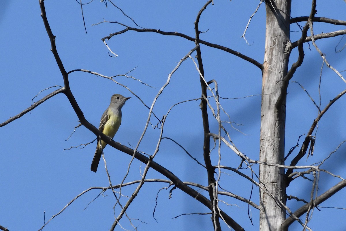Great Crested Flycatcher - ML589960561