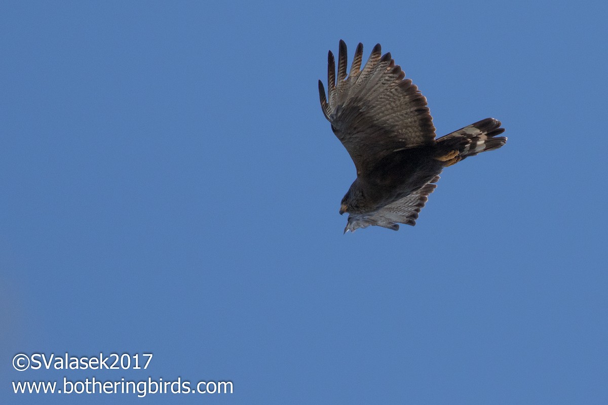 Zone-tailed Hawk - ML58996211