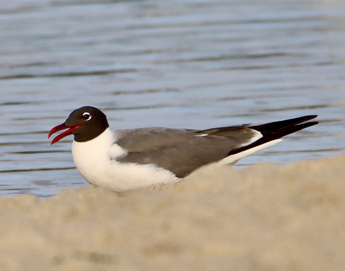 Laughing Gull - ML589962131