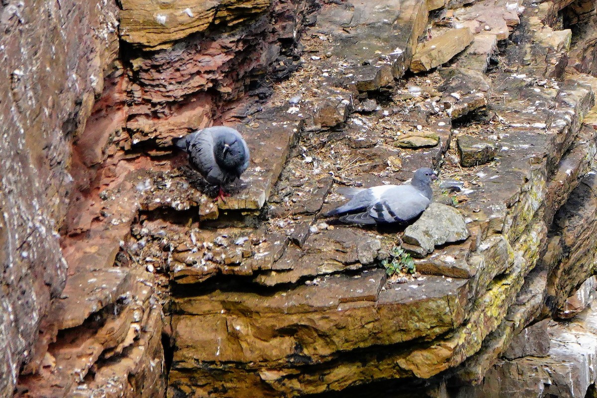 Rock Pigeon - ML589962641