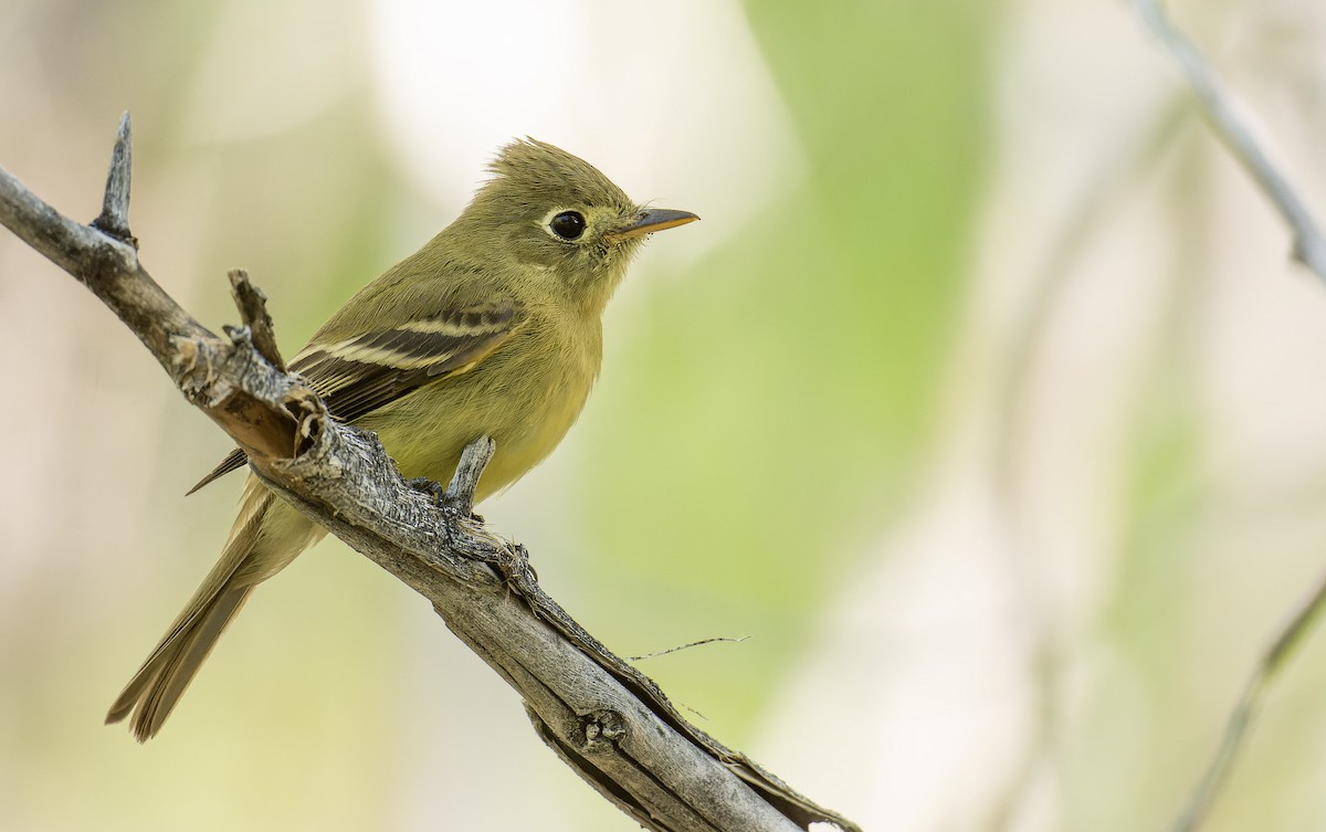 Western Flycatcher (Pacific-slope) - ML589964171