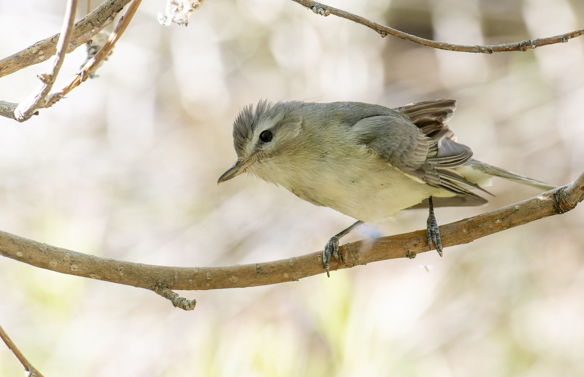 Warbling Vireo - ML589964201