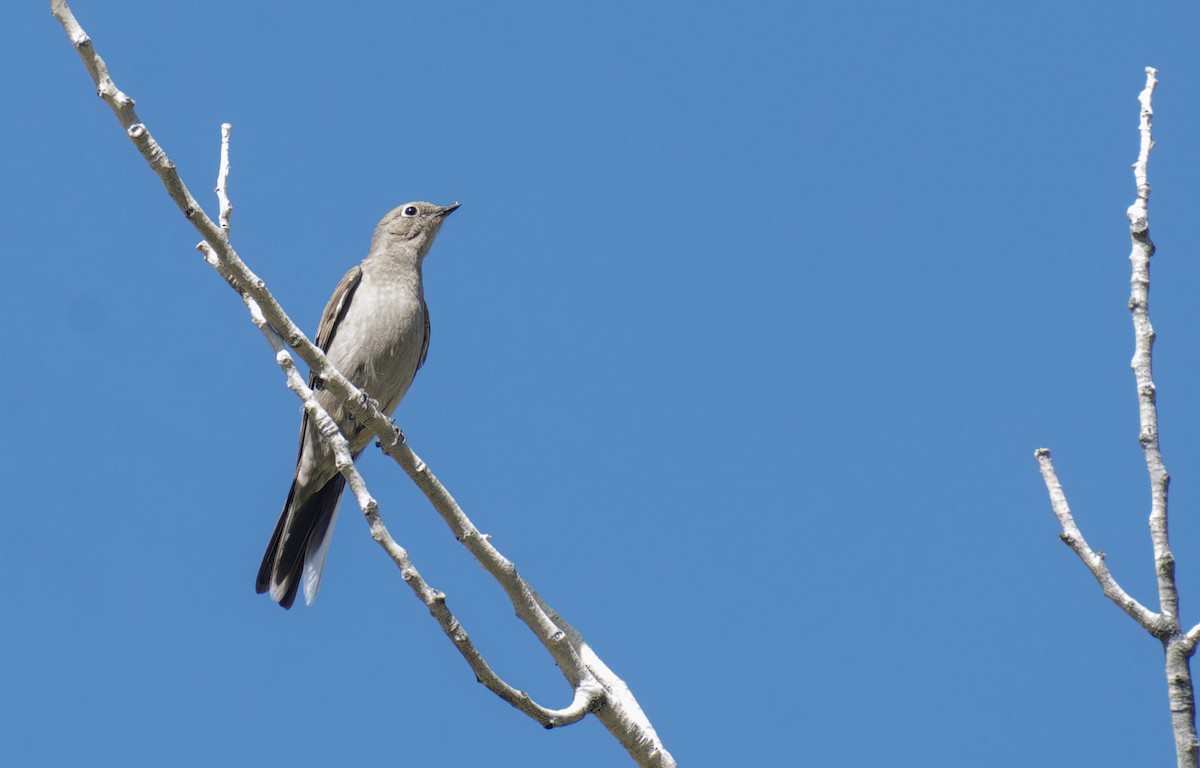 Townsend's Solitaire - Marky Mutchler
