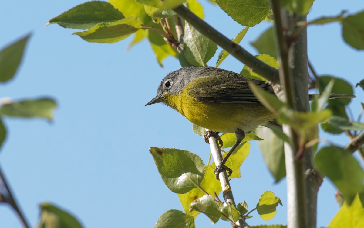 Nashville Warbler - ML589964391