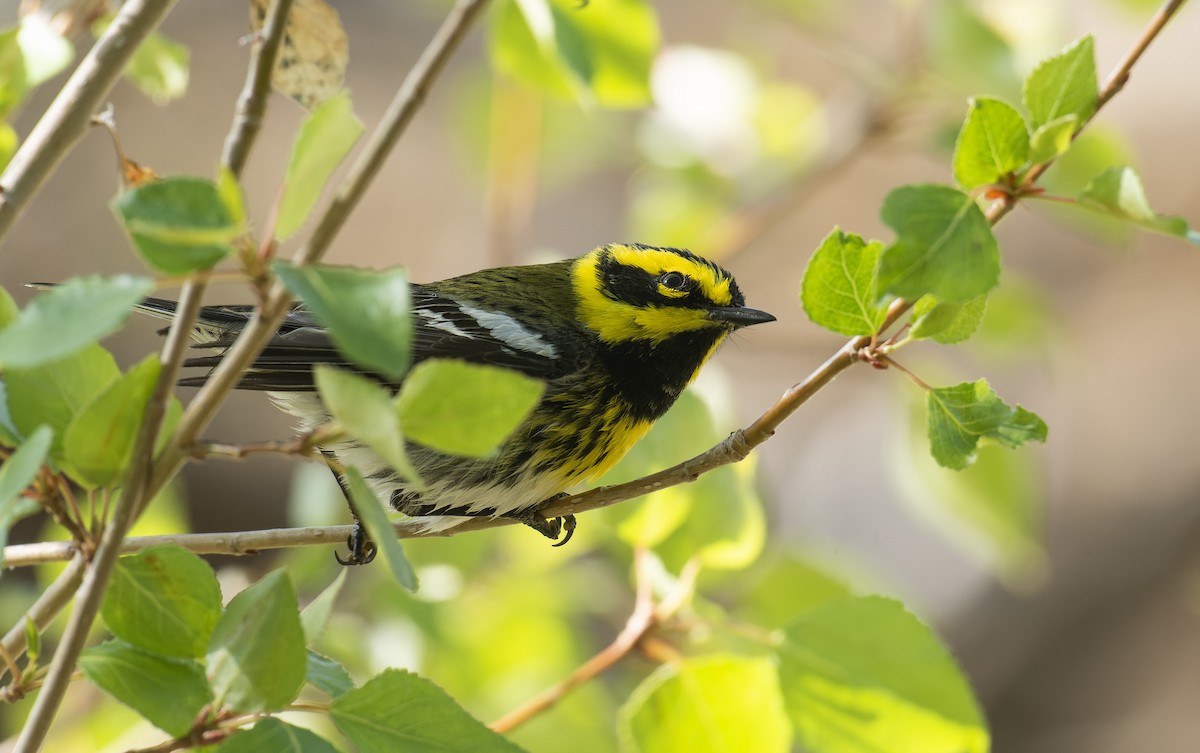 Townsend's Warbler - ML589964501