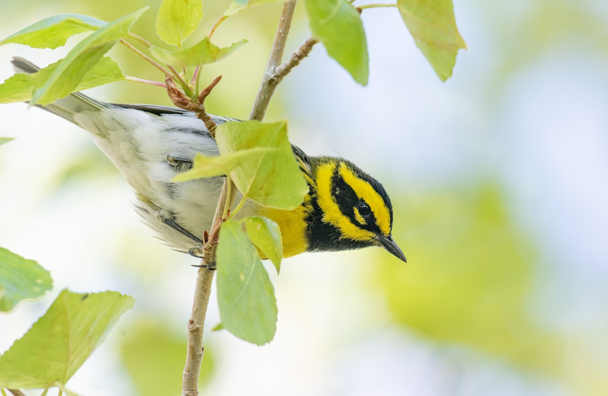 Townsend's Warbler - ML589964521