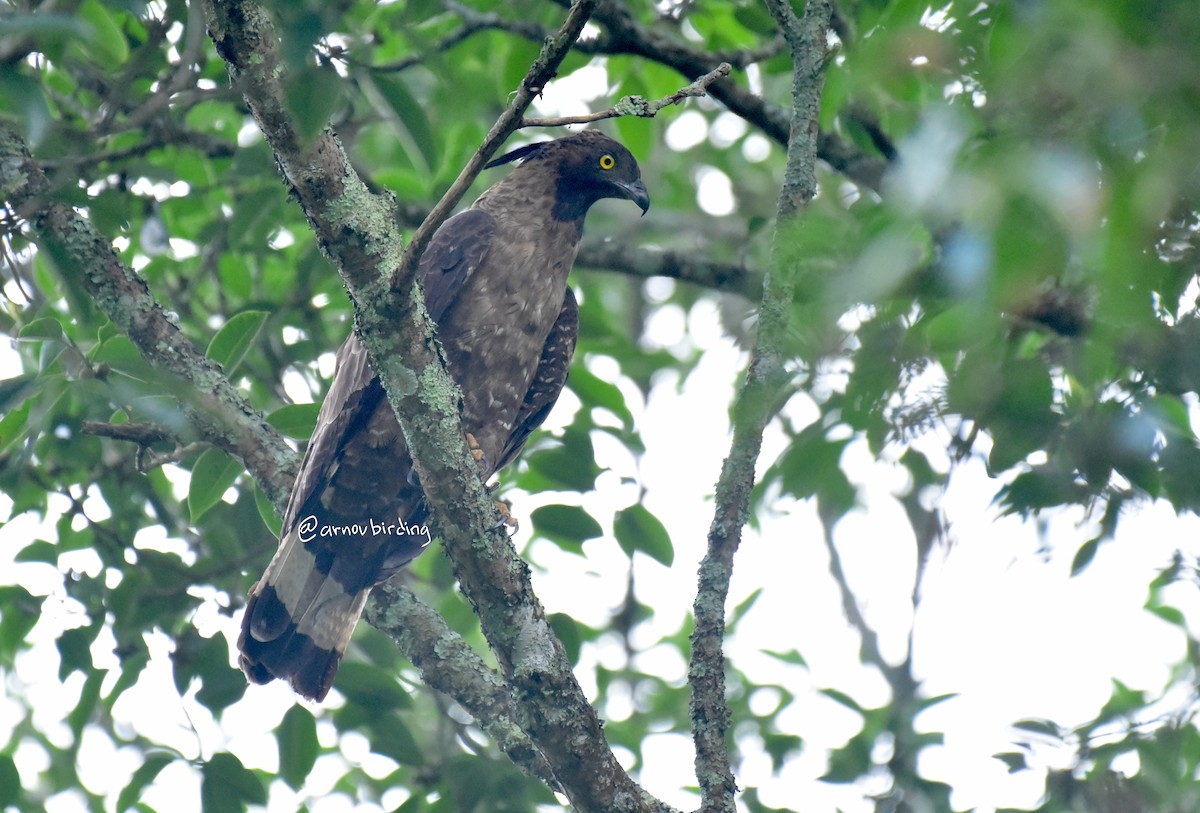 Oriental Honey-buzzard - ML589964721