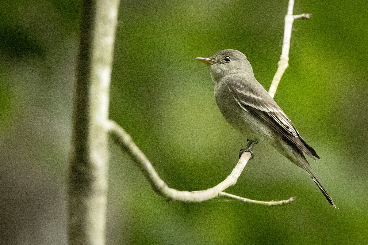 Eastern Wood-Pewee - ML589965701